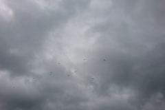 DSC_1968