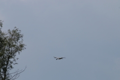 IMG_5526