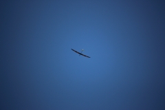 IMG_1638