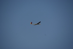 SONY DSC