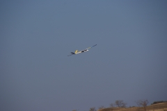 SONY DSC